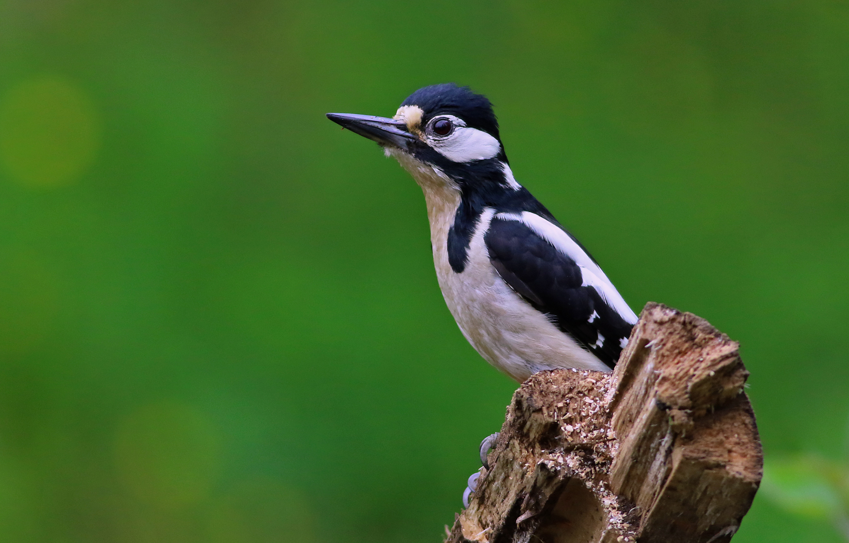 Great Spotted Woodpecker